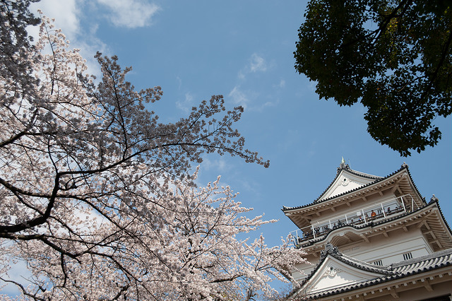 小田原城址公園の桜まつりの屋台は ベンチはある カフェは近くにある ミーミルの泉