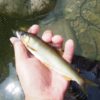 鮎の友釣り以外で釣り方ってどうやるの？魅力と必要な基本を紹介！